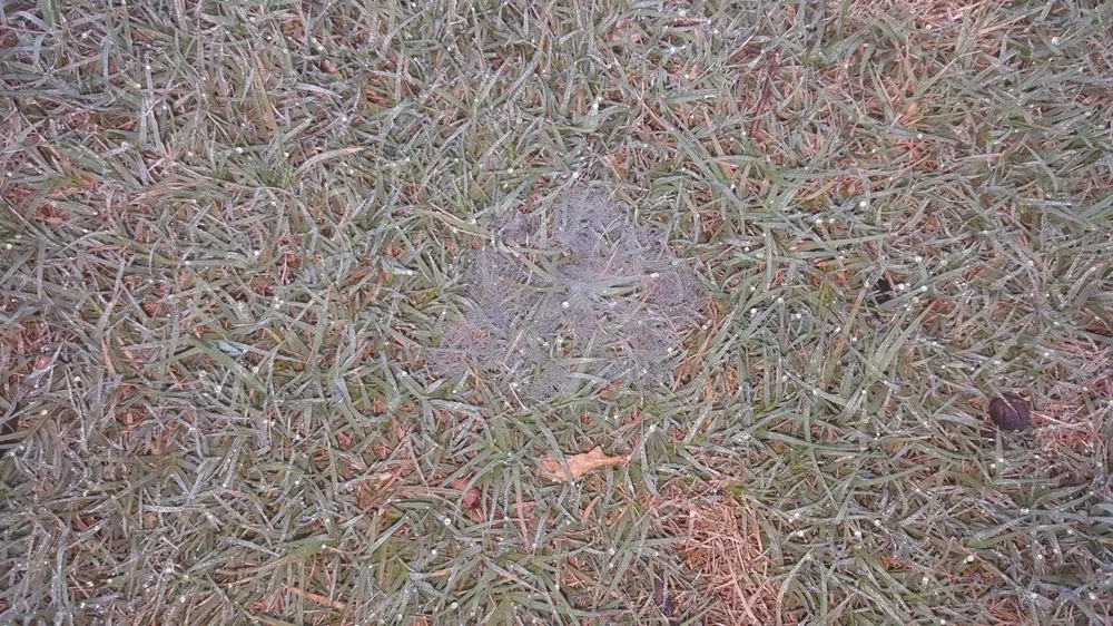 Custom landscape installation experts serving Stockbridge, GA - Songbird Landcare