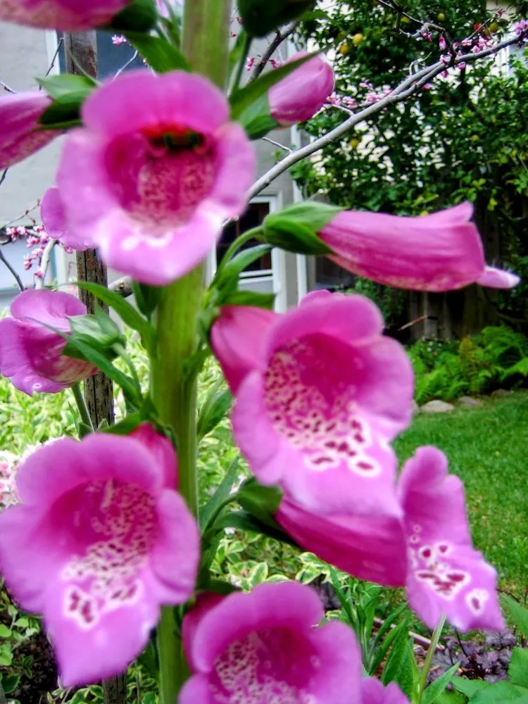 Top-rated yard cleanup service in Oakland, CA - Sonia Hildebrand Garden Designs