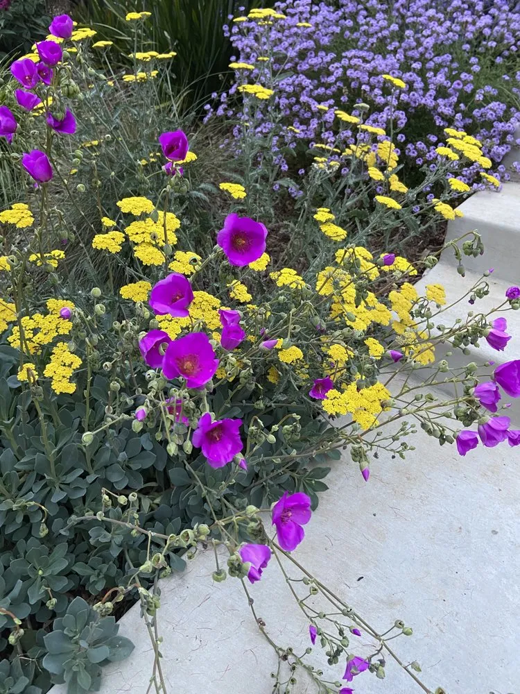 Trusted yard maintenance in Oakland, CA by Sonia Hildebrand Garden Designs