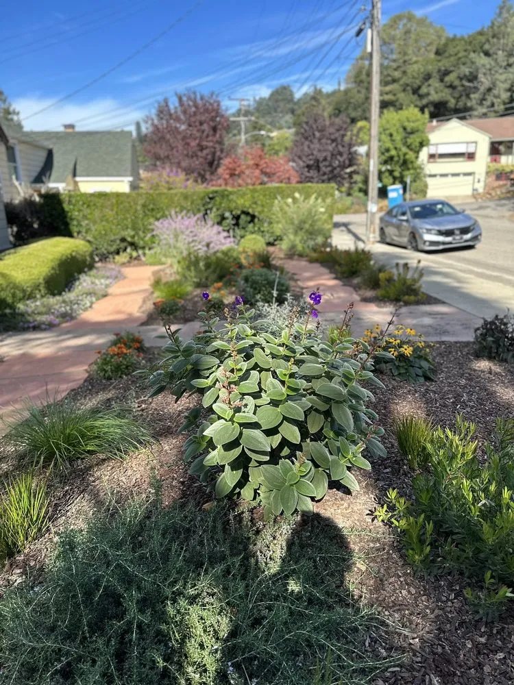 Trusted lawn mowing service in Oakland, CA by Sonia Hildebrand Garden Designs