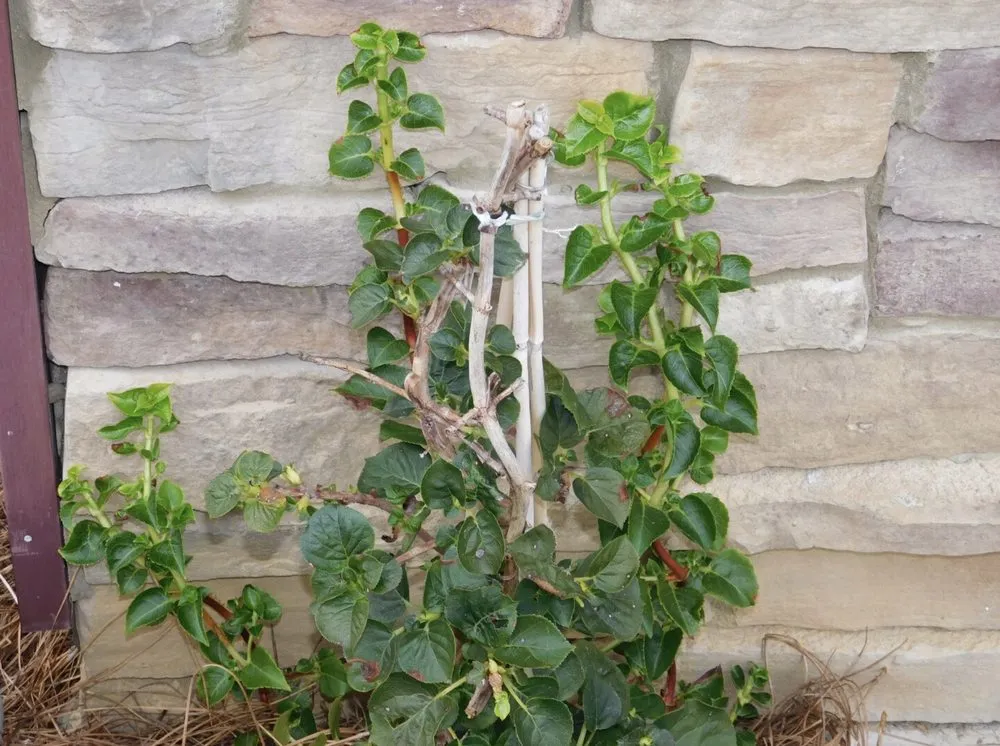 Top-rated yard cleanup service experts serving Burlington, NC - Sonlight Irrigation and Lighting