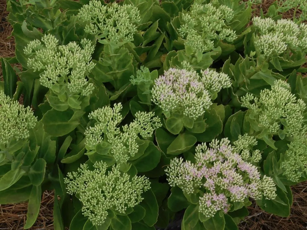 Reliable garden landscaping for outdoor upgrades across Burlington, NC - Sonlight Irrigation and Lighting