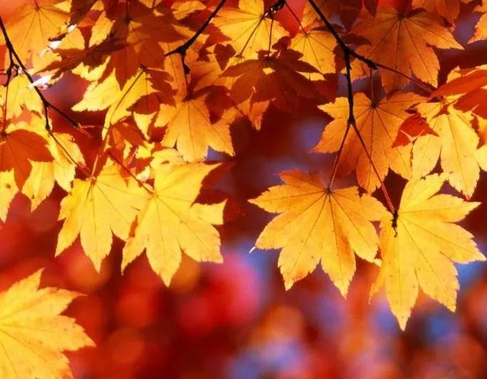 Custom garden landscaping for residential properties in Olmsted Falls, OH by Sonny's Services