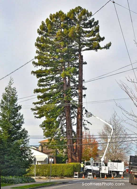 Top-rated landscape installation experts serving Petaluma, CA - Sonoma-Marin Arborists