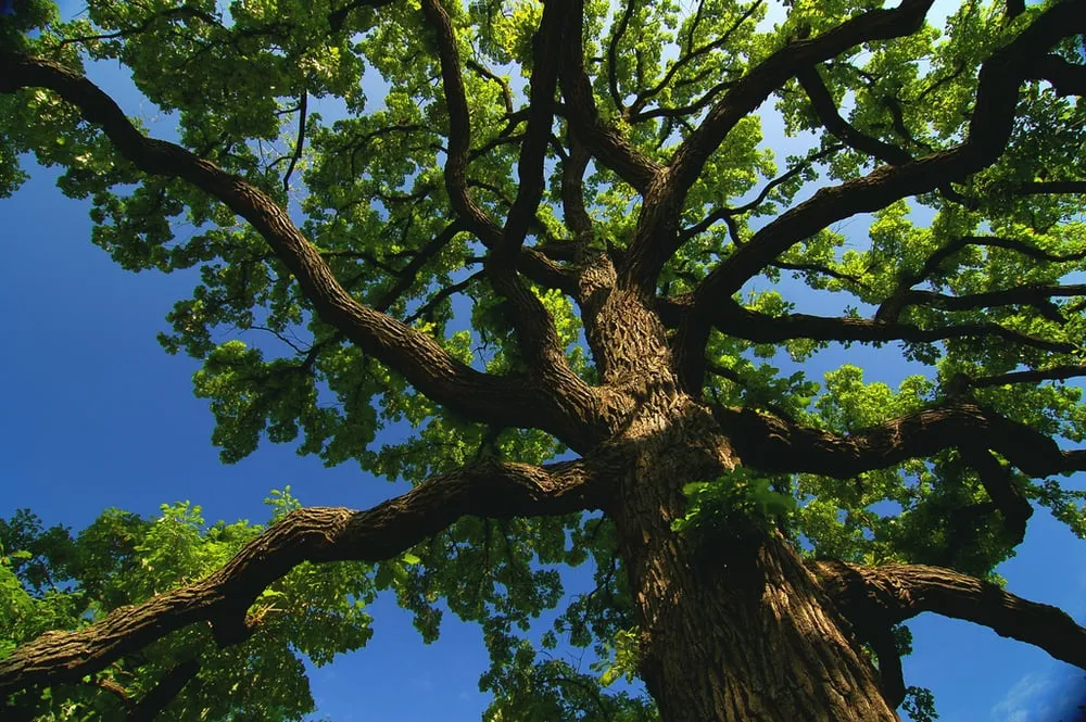 Local landscaping services in Petaluma, CA by Sonoma-Marin Arborists