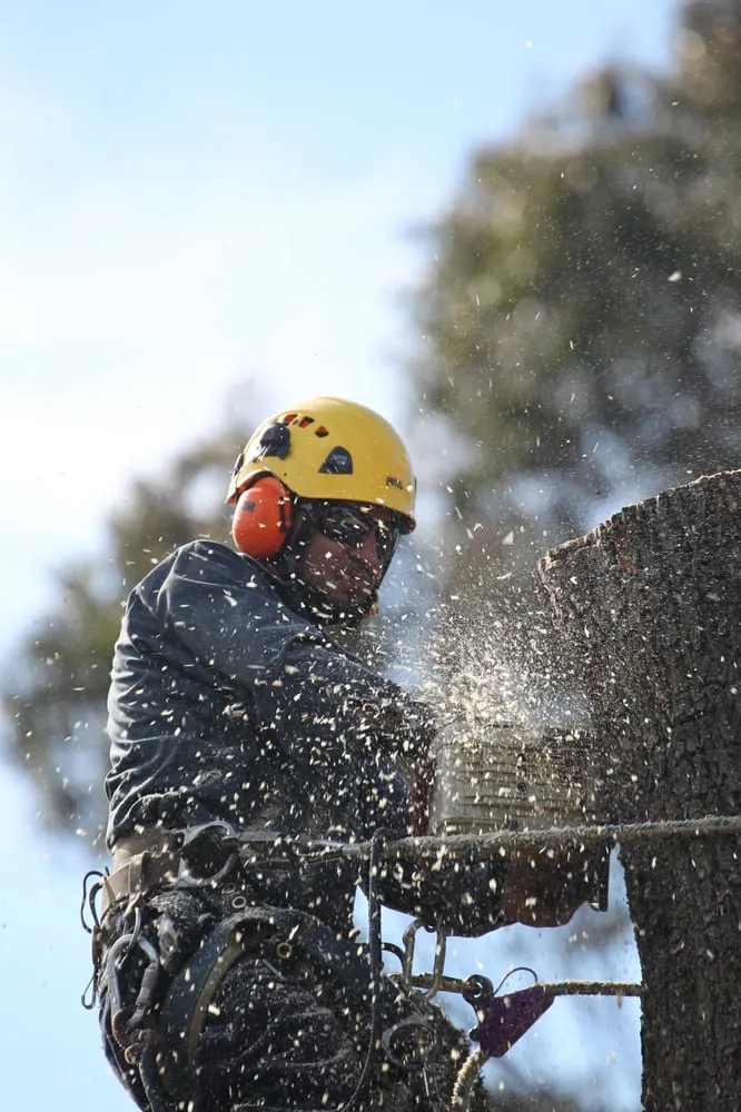 Expert residential landscaping in Petaluma, CA by Sonoma-Marin Arborists