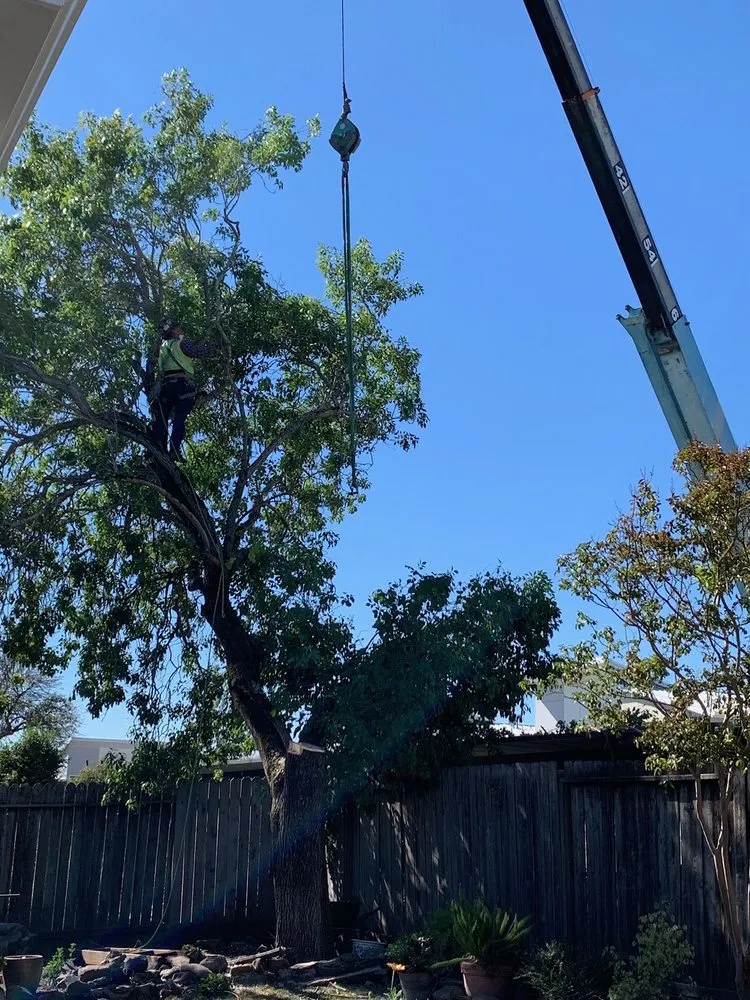 Expert landscape installation in Petaluma, CA - Sonoma-Marin Arborists