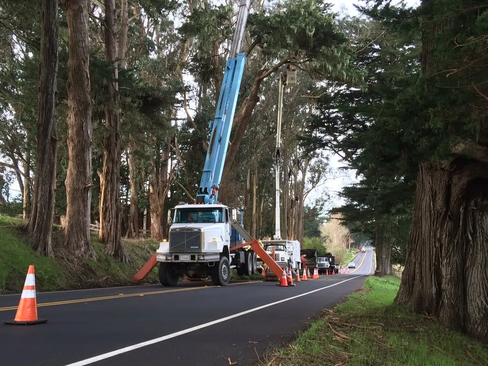 Affordable yard maintenance in Petaluma, CA by Sonoma-Marin Arborists