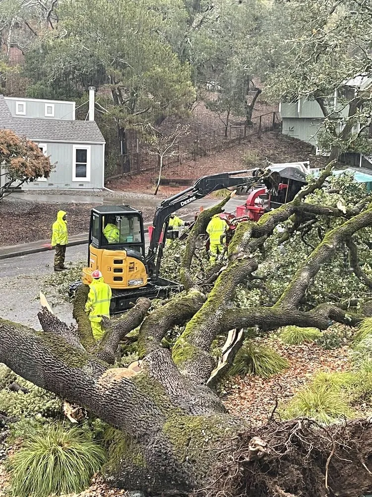 Trusted yard maintenance in Petaluma, CA - Sonoma-Marin Arborists