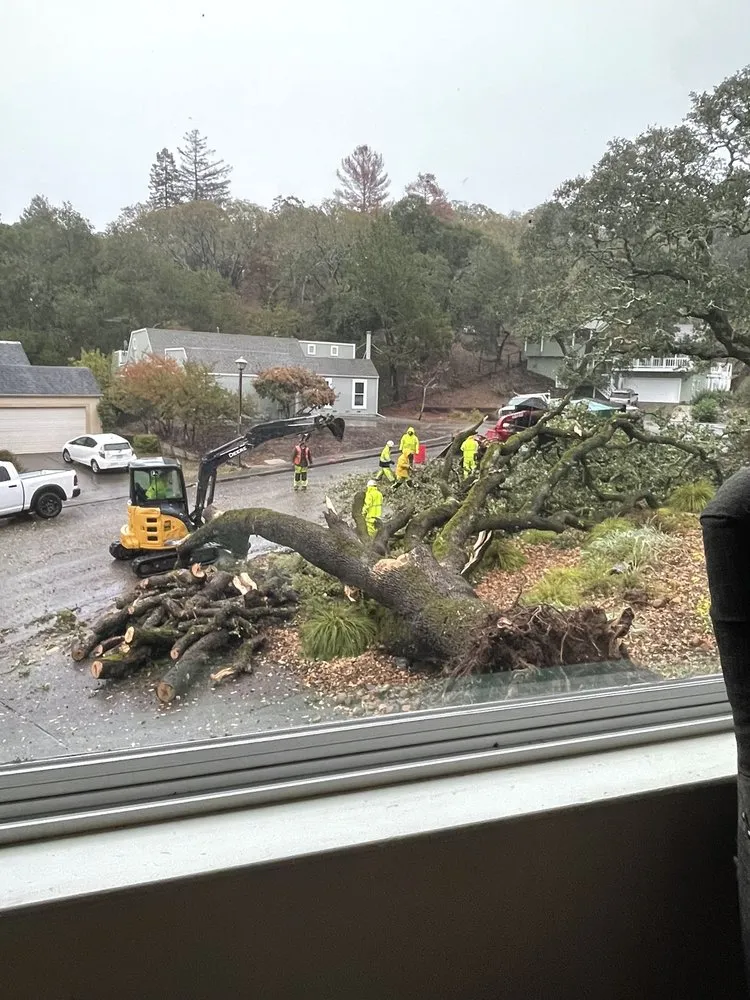 Expert lawn care service in Petaluma, CA - Sonoma-Marin Arborists