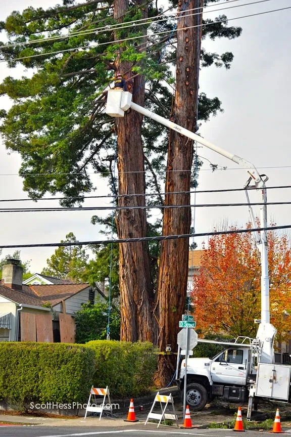 Custom landscape installation in Petaluma, CA - Sonoma-Marin Arborists