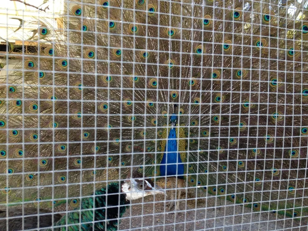 Custom lawn mowing service near you in Sonoma, CA by Sonoma Mission Gardens