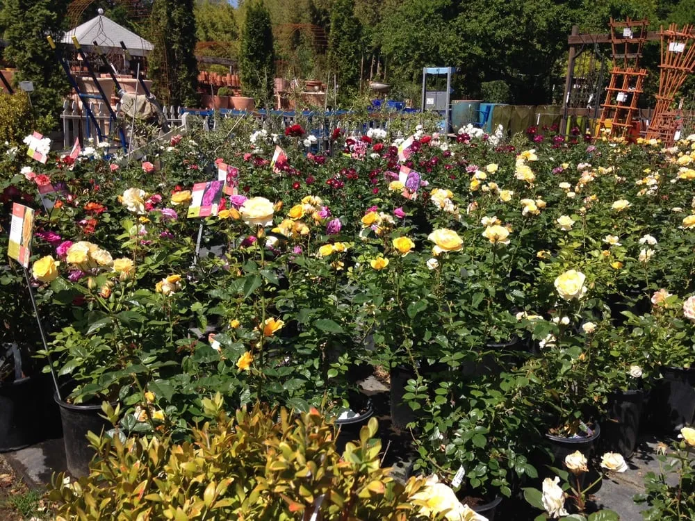 Reliable yard cleanup service for outdoor upgrades in Sonoma, CA by Sonoma Mission Gardens