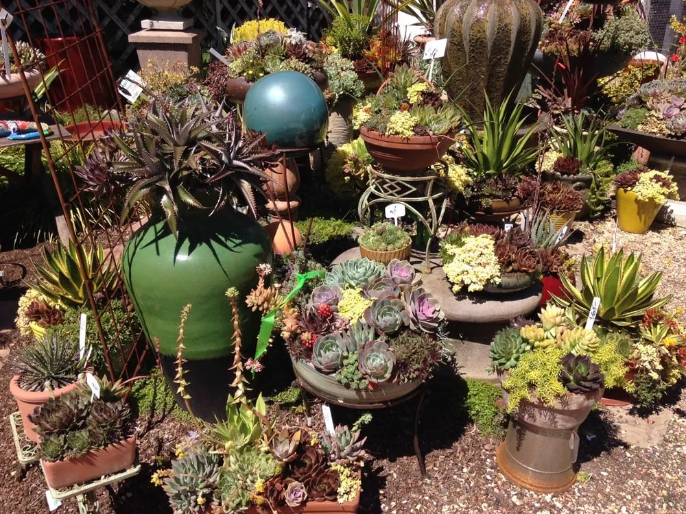 Custom landscape installation in Sonoma, CA by Sonoma Mission Gardens