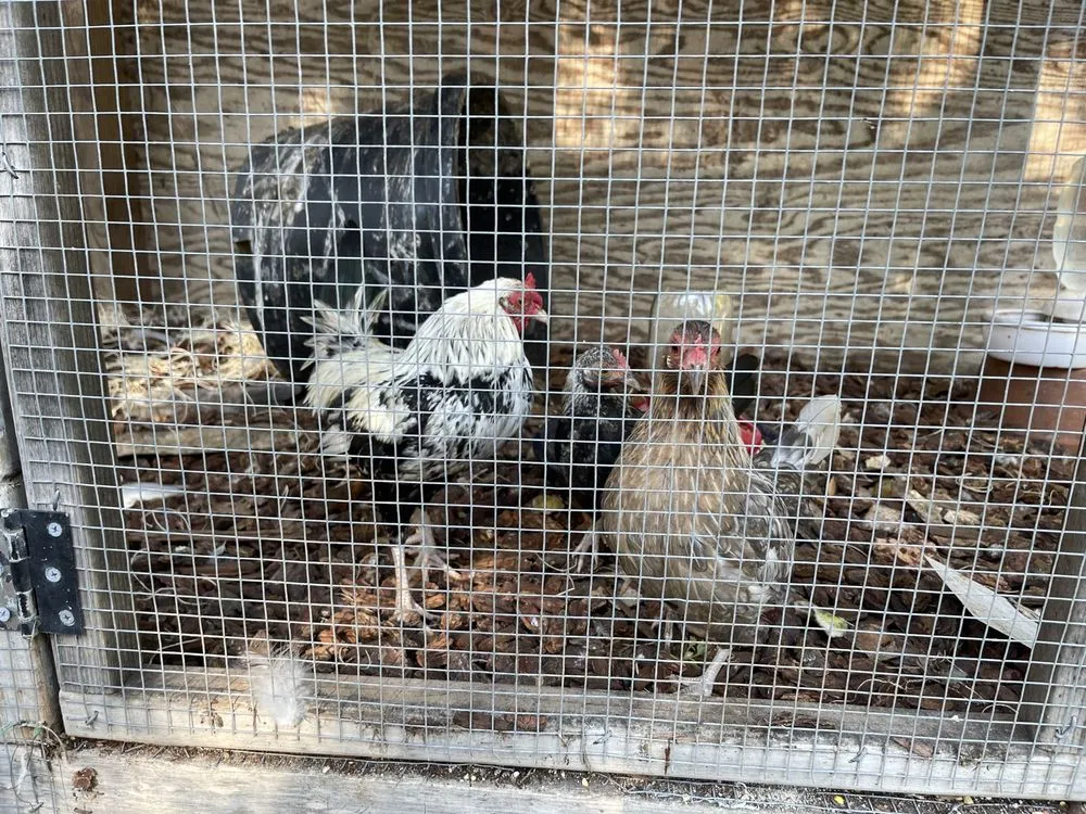 Custom yard cleanup service experts serving Sonoma, CA - Sonoma Mission Gardens