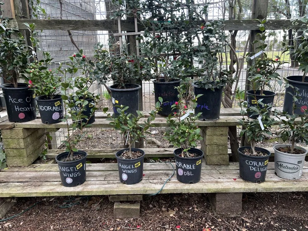 Top-rated lawn mowing service near you across Sonoma, CA - Sonoma Mission Gardens