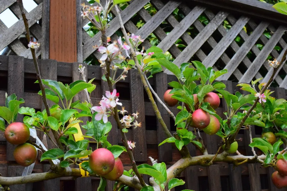 Professional landscape design in Forestville, CA by Sonoma Outdoor Escapes