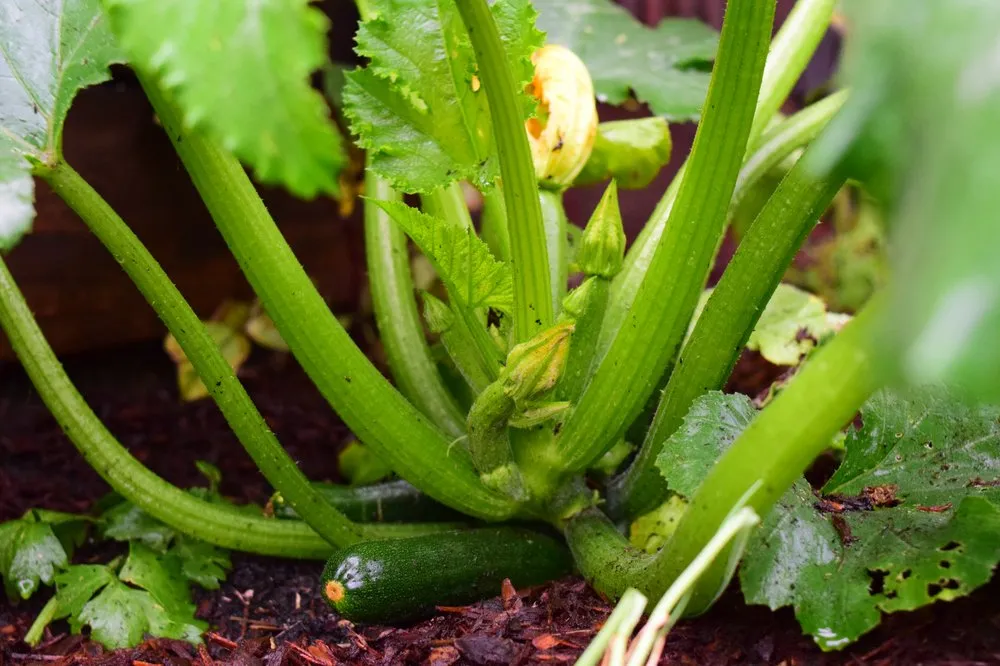 Reliable yard maintenance experts serving Forestville, CA - Sonoma Outdoor Escapes