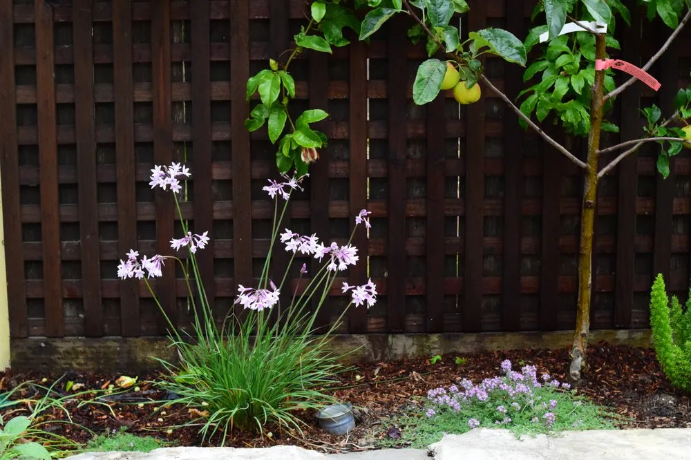 Top-rated landscape design in Forestville, CA - Sonoma Outdoor Escapes