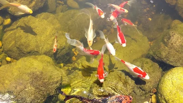 Local lawn care service in Ukiah, CA - Sonoma Sweepers