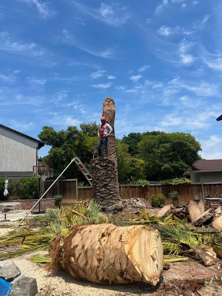 Professional outdoor landscaping in Sonoma, CA by Sonoma Tree Service Pro