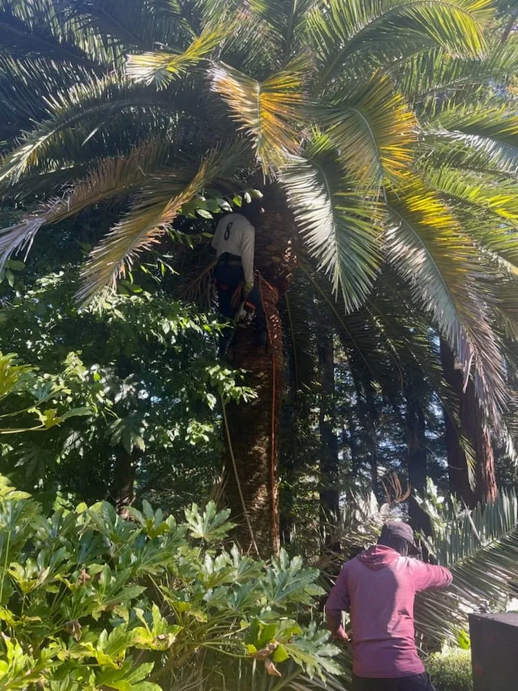 Expert yard cleanup service for year-round maintenance in Sonoma, CA by Sonoma Tree Service Pro