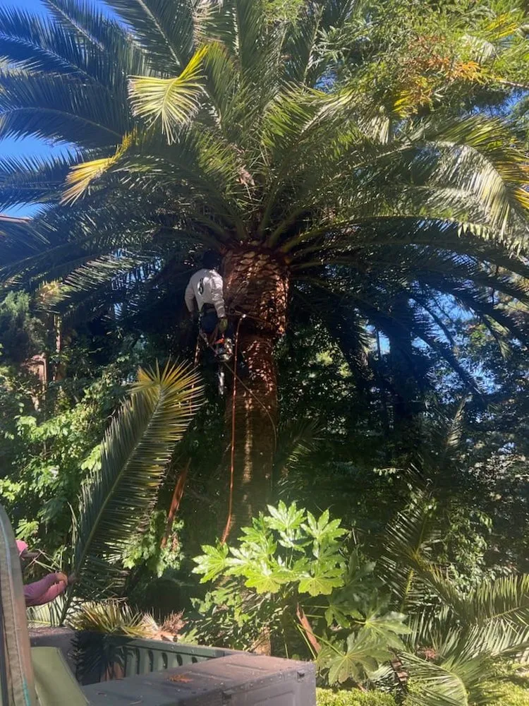 Reliable landscaping services with custom design in Sonoma, CA by Sonoma Tree Service Pro