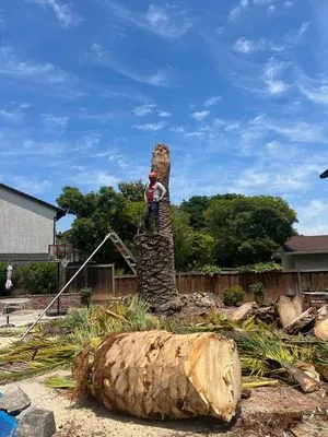 Sonoma Tree Service Pro Logo