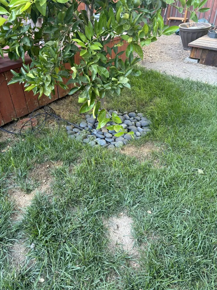 Local yard cleanup service in Petaluma, CA by Sonomarin Landscape Materials