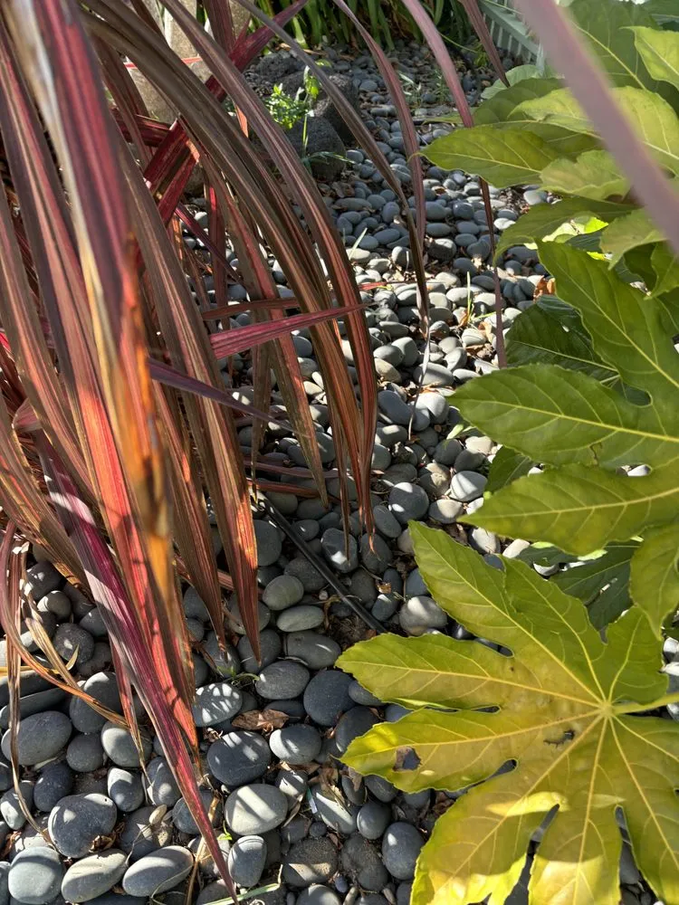 Local lawn mowing service experts serving Petaluma, CA - Sonomarin Landscape Materials