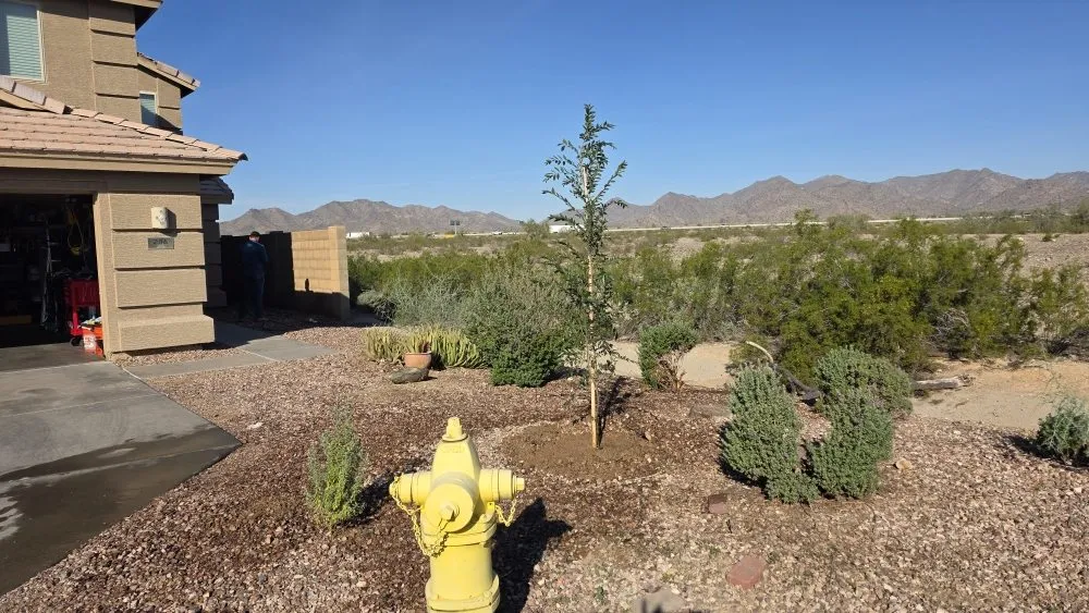 Expert landscaping services with custom design across Buckeye, AZ - Sonora Desert Landscaping