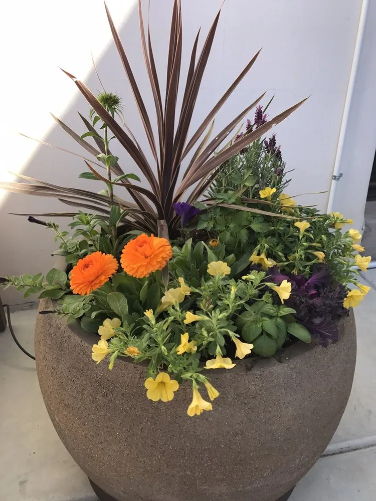 Professional yard maintenance in Tucson, AZ - Sonoran Gardens