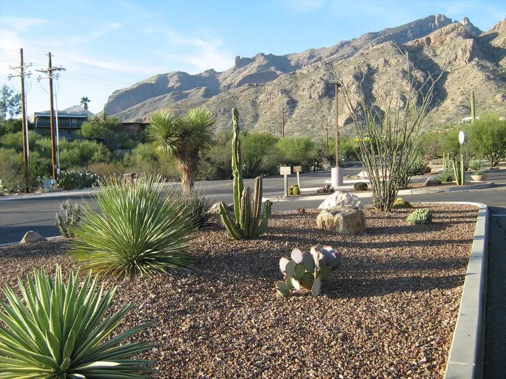 Custom landscape design for residential properties in Tucson, AZ by Sonoran Oasis Landscaping