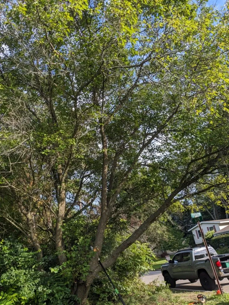 Professional outdoor landscaping for residential properties in Ithaca, MI by Son's & Brother Land Maintenance