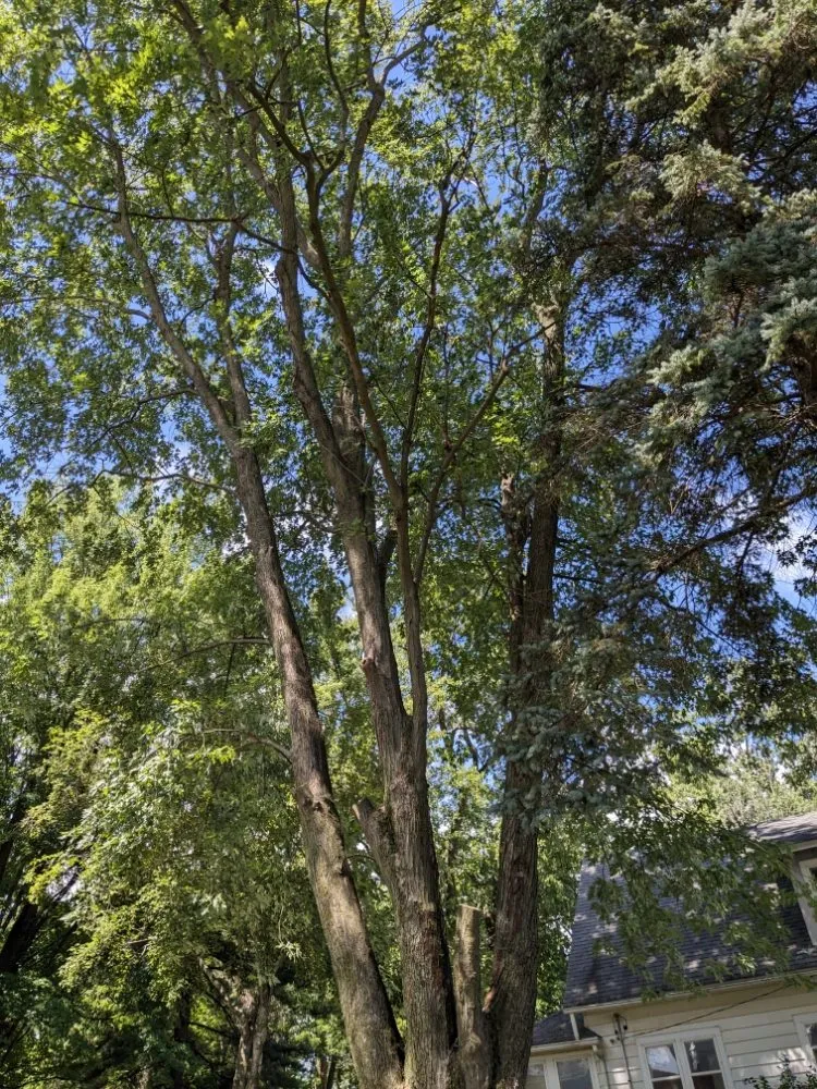 Affordable residential landscaping for residential properties in Ithaca, MI by Son's & Brother Land Maintenance