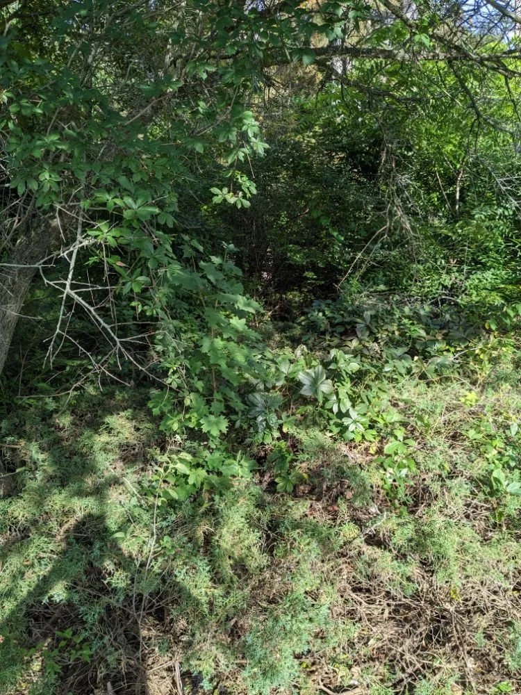 Top-rated residential landscaping experts serving Ithaca, MI - Son's & Brother Land Maintenance