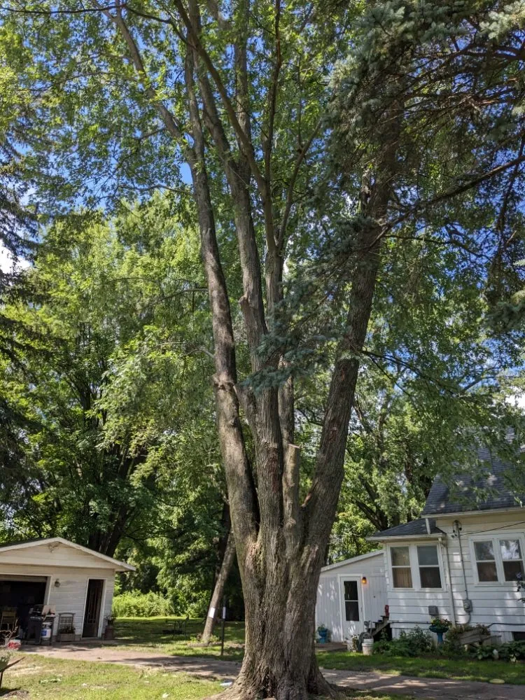 Reliable lawn mowing service for outdoor upgrades in Ithaca, MI by Son's & Brother Land Maintenance