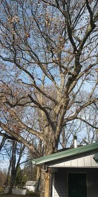 Son's & Brother Land Maintenance