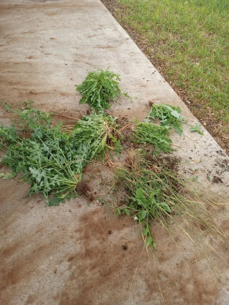 Top-rated landscape design in San Antonio, TX by Sons bros & I Lawn Service