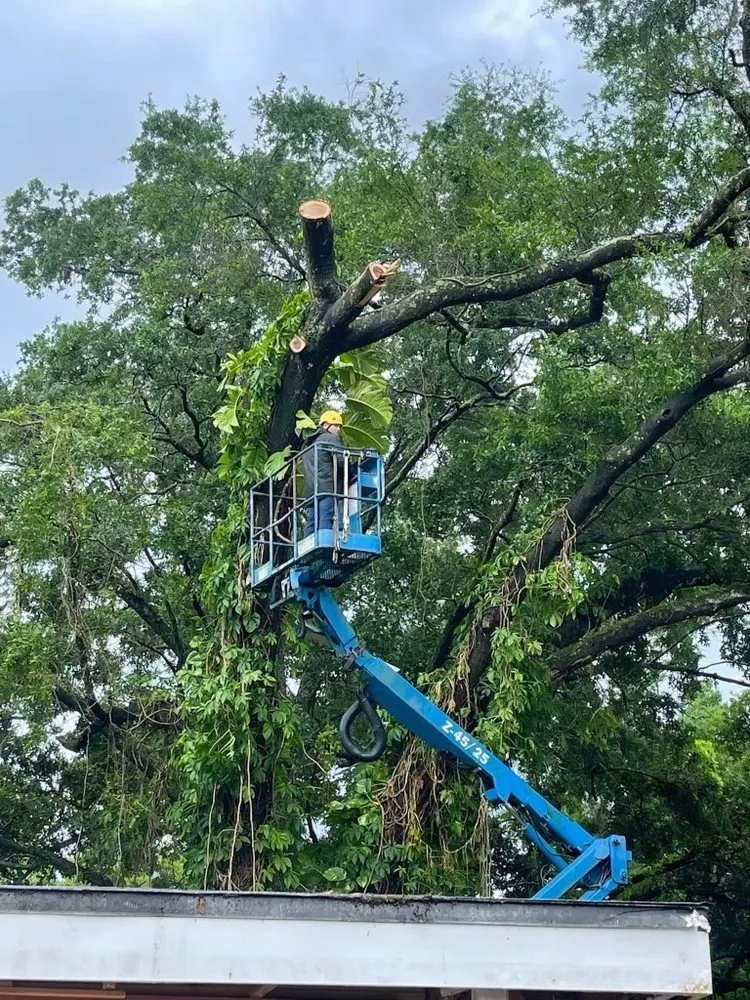 Top-rated landscaping services experts serving Lakeland, FL - Sons of David Land Services