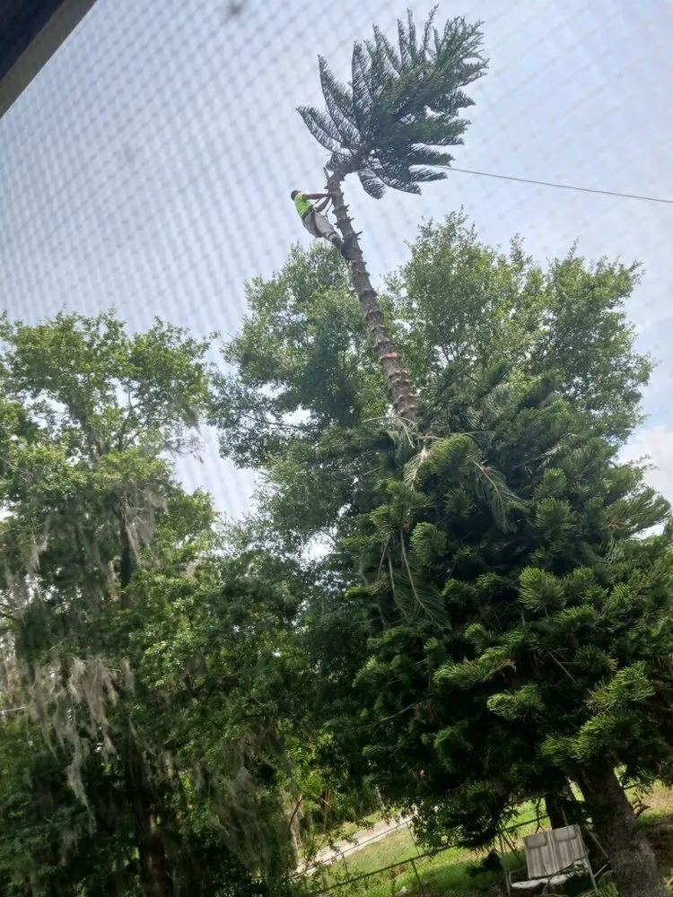 Top-rated residential landscaping experts serving Dundee, FL - Sonshine Tree Removal and Landscaping