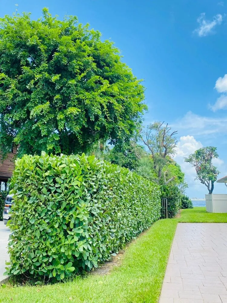 Affordable landscaping services near you across Jupiter, FL - Sontay Lawn Care & Landscaping