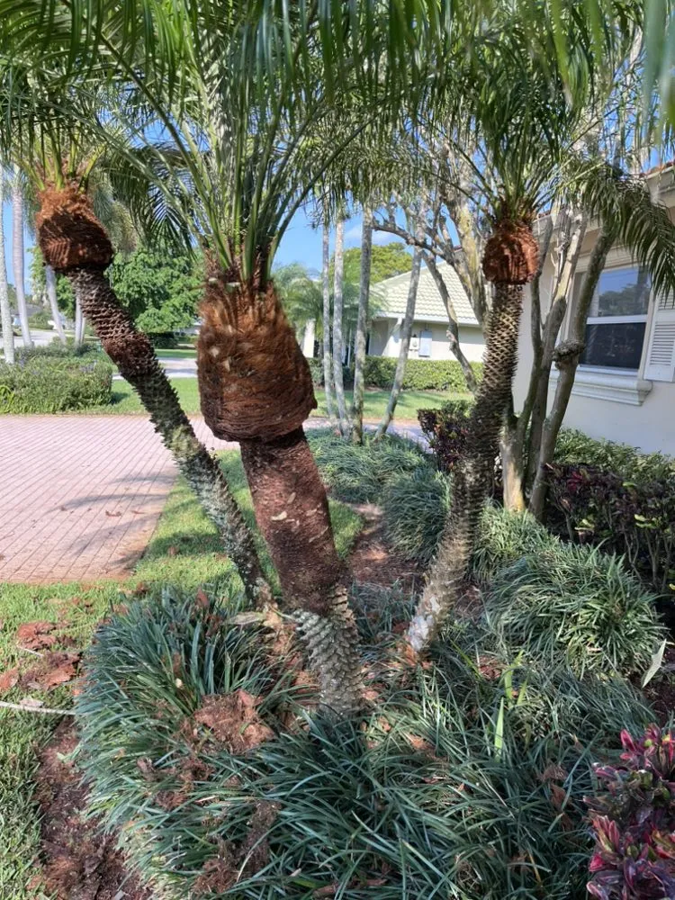 Professional landscape installation for homes in Greenacres, FL by SoonGreen Landscaping Services