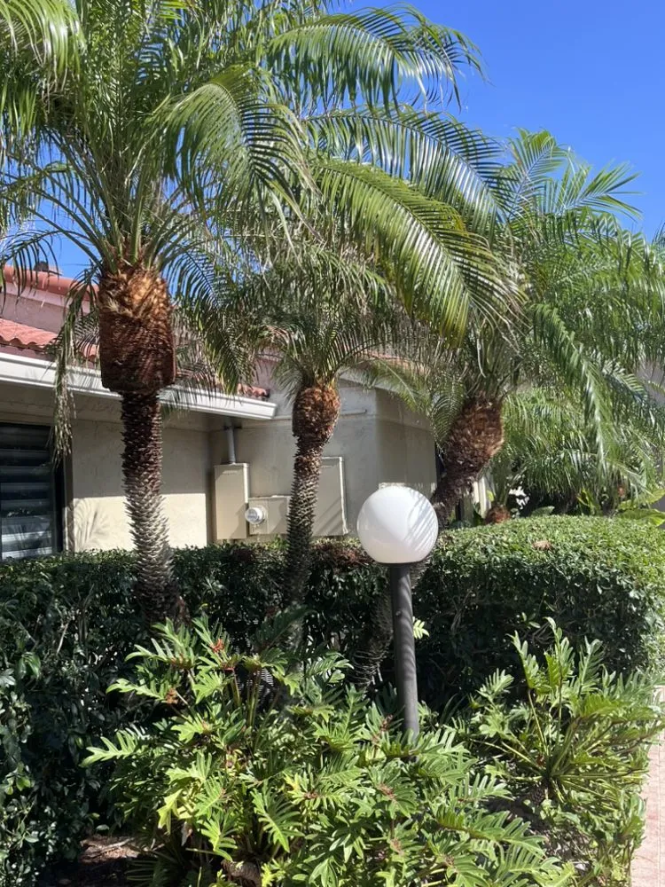 Affordable yard maintenance in Greenacres, FL - SoonGreen Landscaping Services