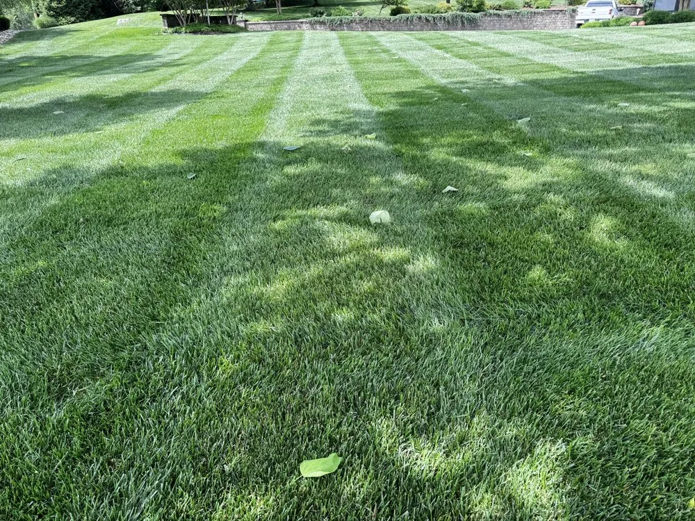 Custom yard cleanup service for year-round maintenance in Blountville, TN by Sophisticated Goat