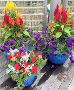 Custom lawn mowing service for homes across Chatham, MA - Sorbello Landscaping