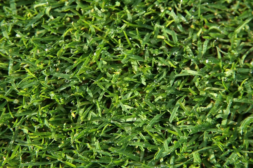 Expert lawn mowing service for beautiful yards across Saint Paul, MN - Sorensen Lawn Care