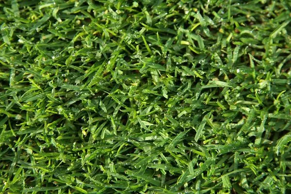 Sorensen Lawn Care Logo