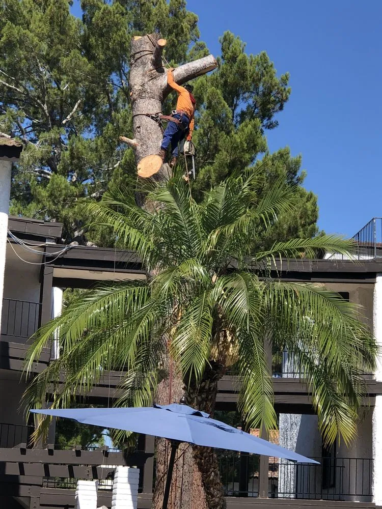 Reliable landscape installation in Hawthorne, CA - Soriano Landscaping And Tree Service