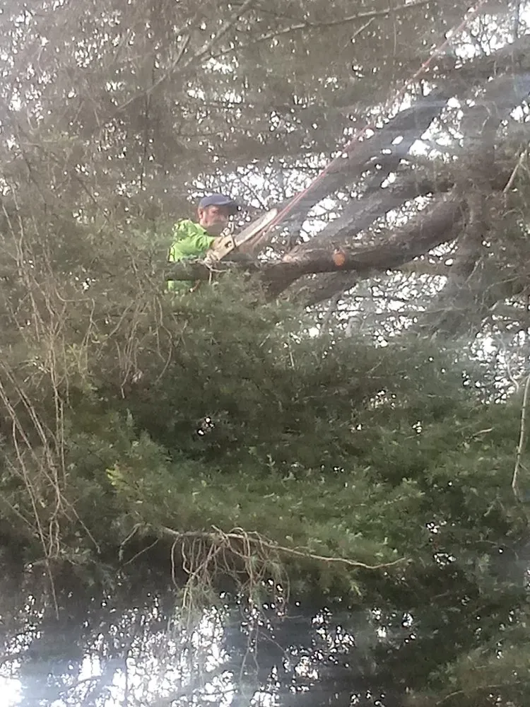 Reliable residential landscaping experts serving Hawthorne, CA - Soriano Landscaping And Tree Service